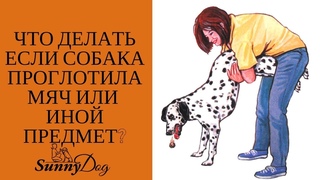 Что делать если собака проглотила мяч или чем то подавилась