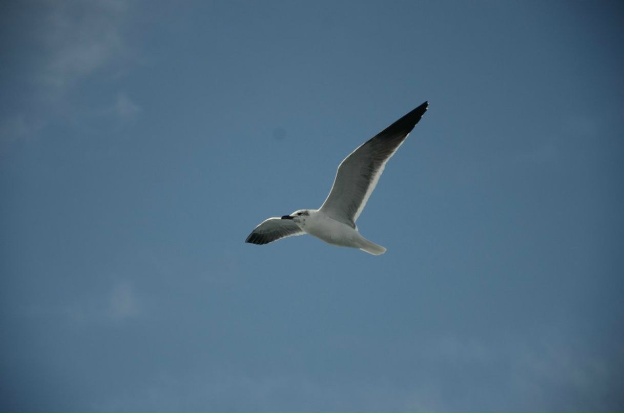 Сергей Желнинский Александрович | Воронеж