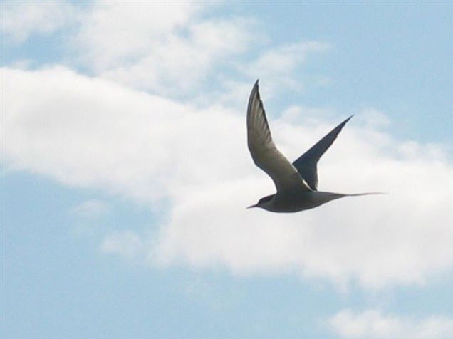 Ирина Ермолова | 