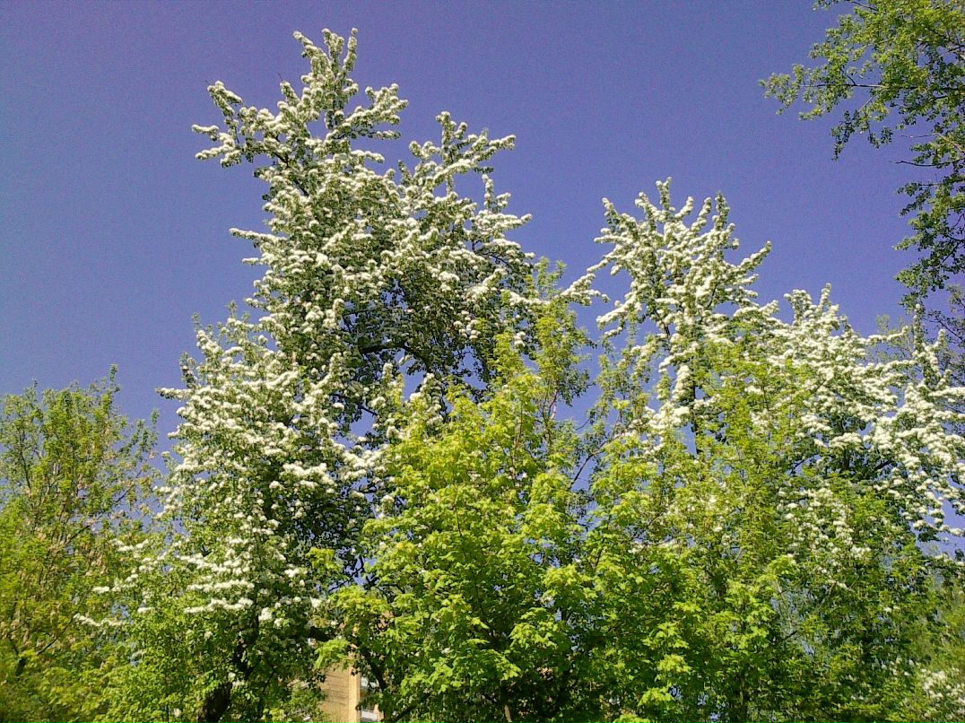 Алексей Векслер | Москва