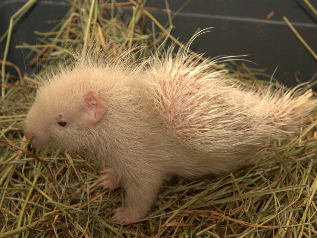 Оля Николаева | Санкт-Петербург