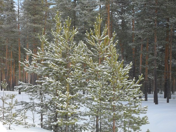 №108, Татьяна Михеева-Яковлева, 60 лет, Череповец №108, Татьяна Михеева-Яковлева, 60 лет, Череповец