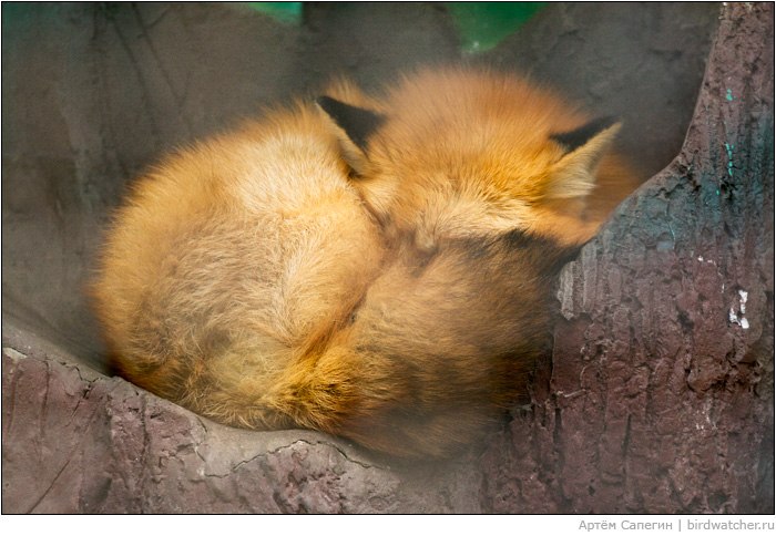 Ирина Лялина | Екатеринбург