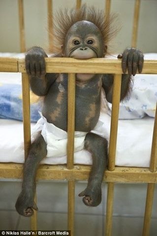 Яна Подколзина | Рига