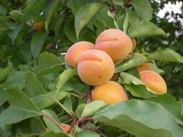 Игорь Нестерекин | Демидов