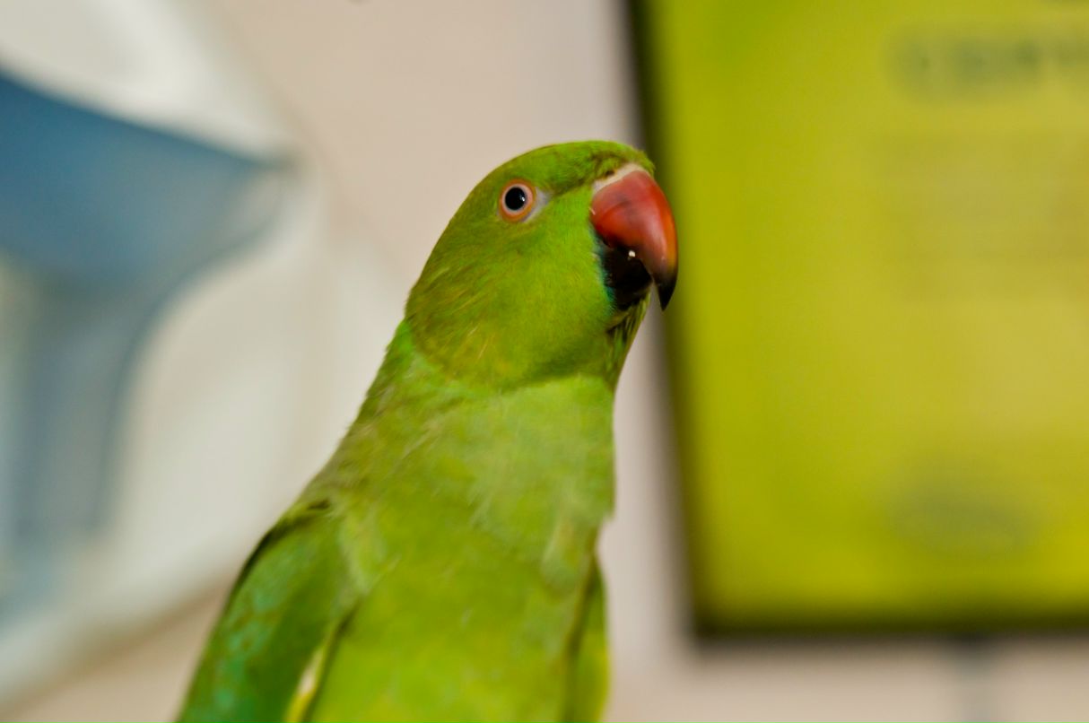 Артем Боярский Shadow | Киров