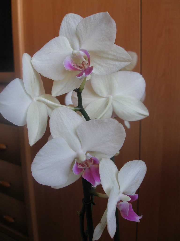 Алла Блум | Славутич