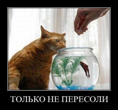 Игорь Булгаков | Орёл