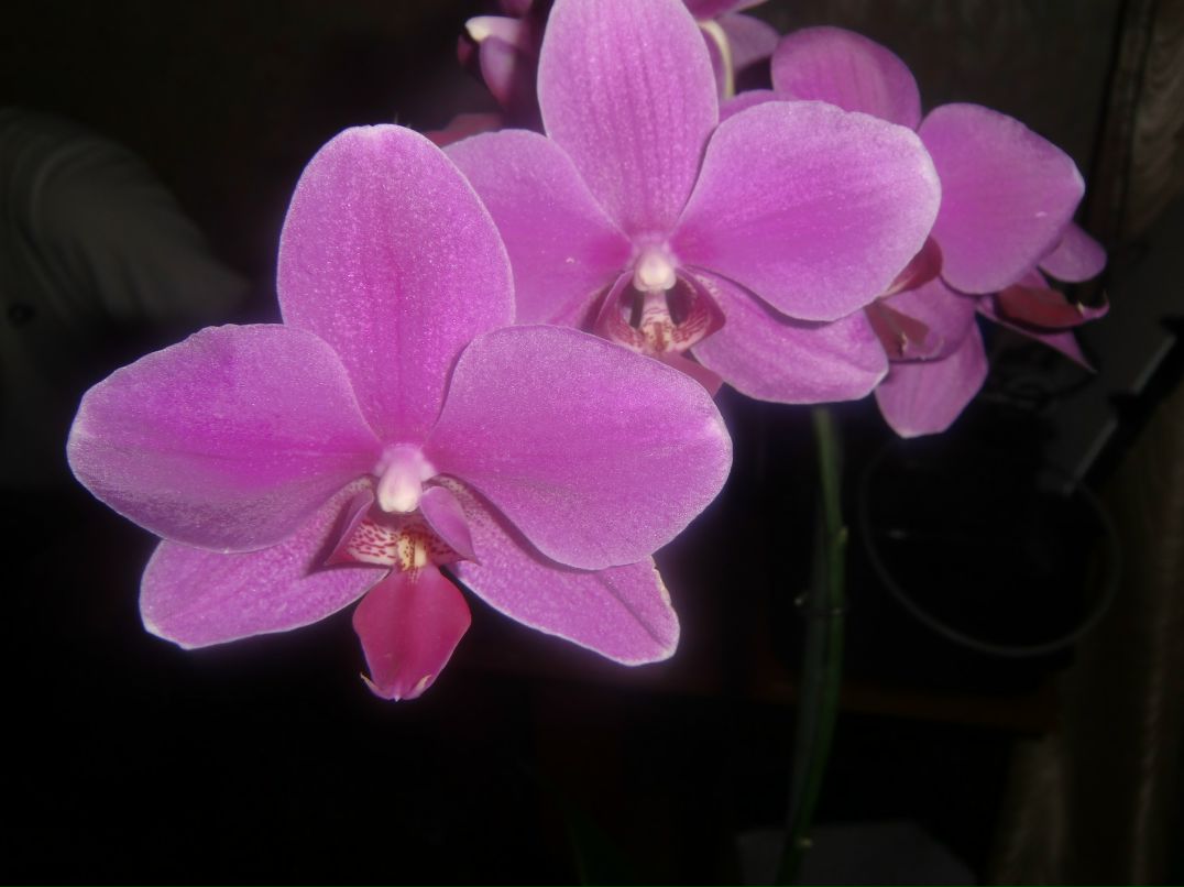 Ольга Барабонина | Саратов