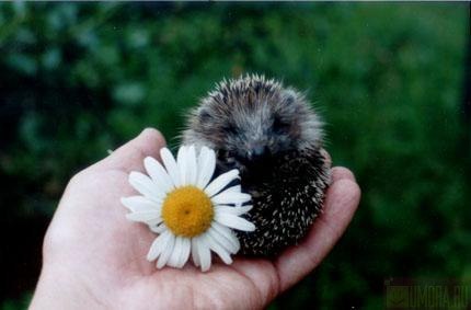 Андрей Никитин ( Еж ) | Санкт-Петербург