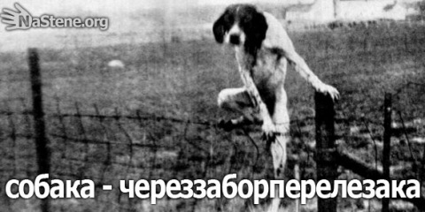 №57, Александра Александра, 36 лет, Сочи №57, Александра Александра, 36 лет, Сочи