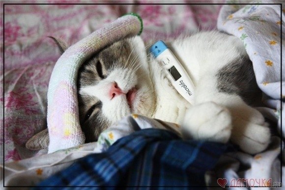 Диана Сенжапова | 