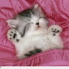 Котёнок Вискас