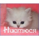 Фотография Анастасия Большакова
