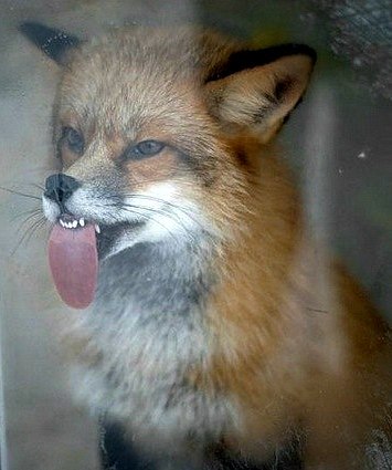 Трузембобель Anchous | Химки