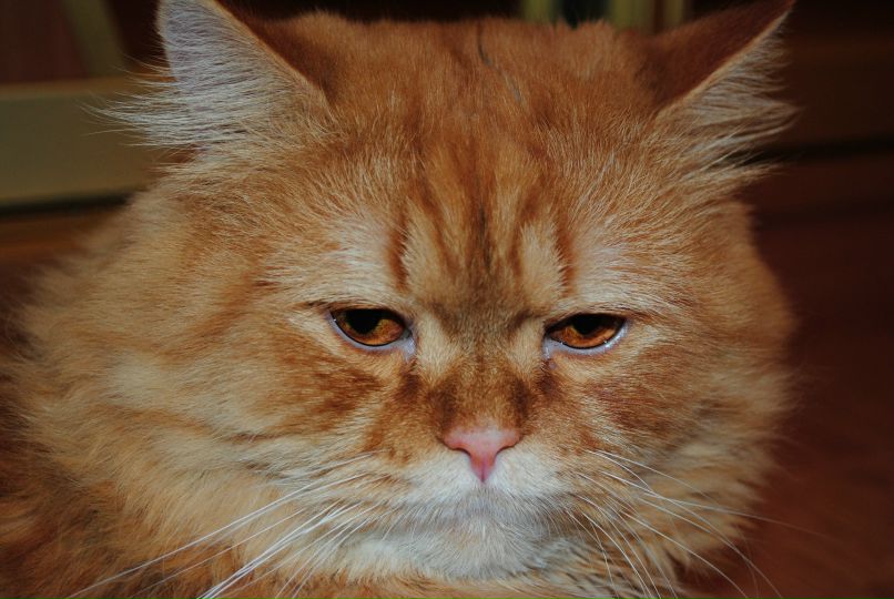 Анастасия Архипова | Калининград