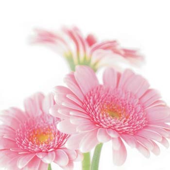 Натали Natalia | Васильков