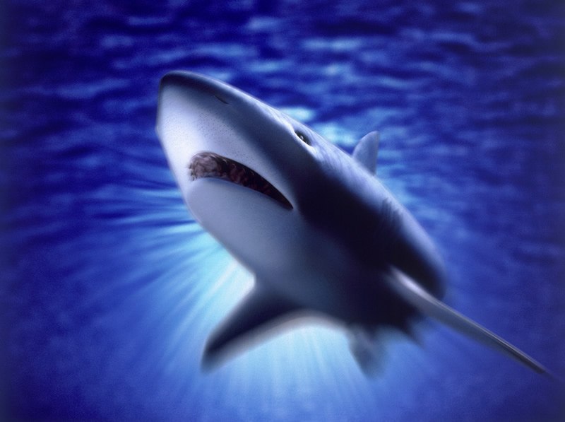 Владимир Дегтярев | Россошь