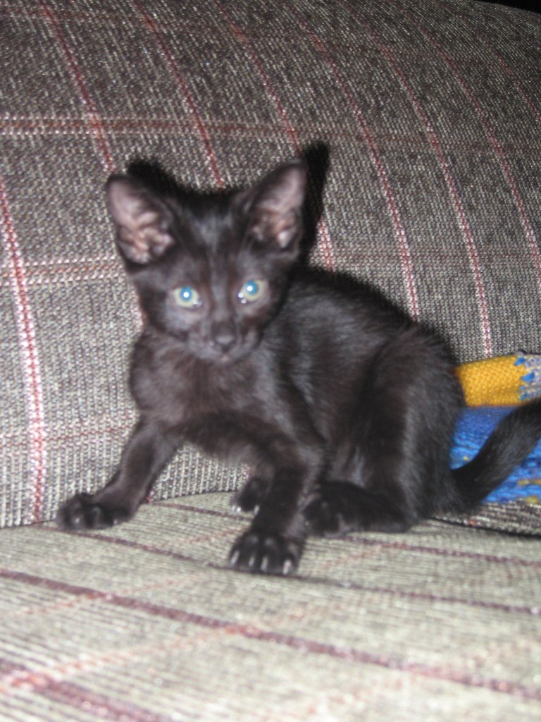 Игорь Евлентьев Гоша | Canberra