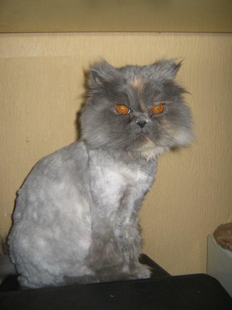 Макс Романов | Санкт-Петербург