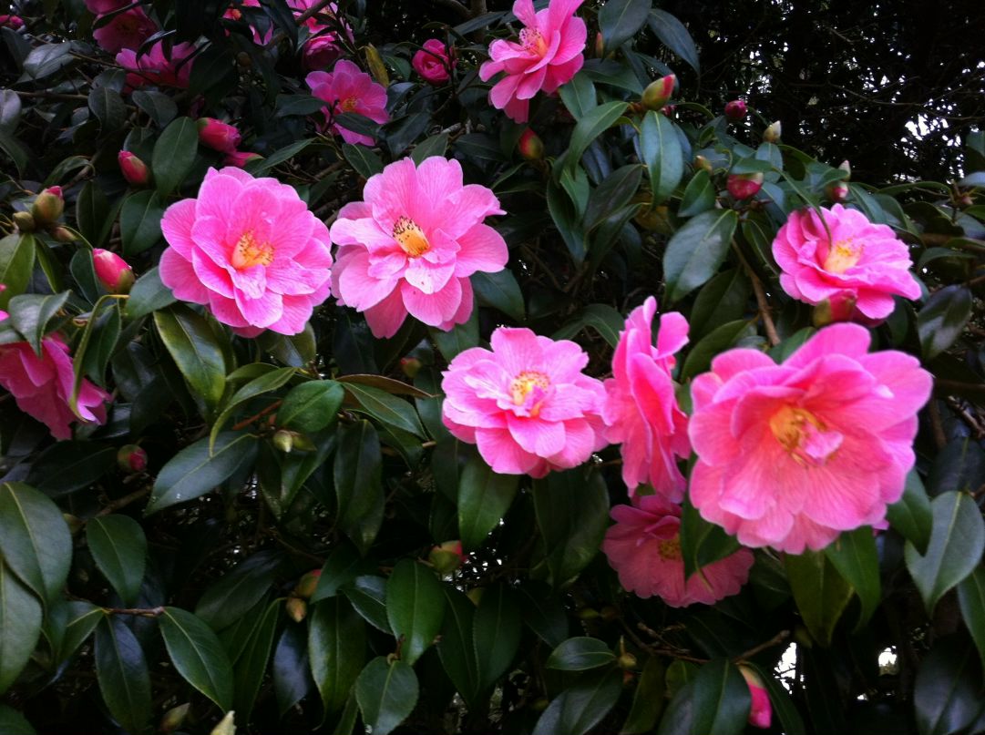 Артур Червов | Львов