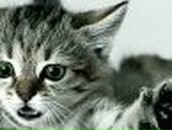 Анатолий Пивнов | Искитим