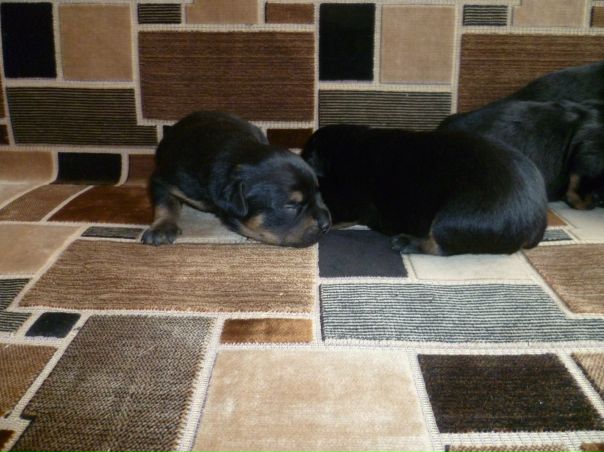 №59, Катерина Чмурова, Смоленск №59, Катерина Чмурова, Смоленск