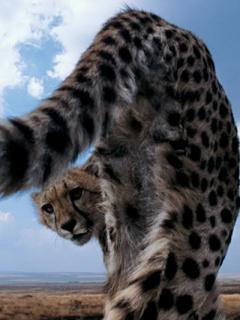 Анастасия Коробкова | Красноярск