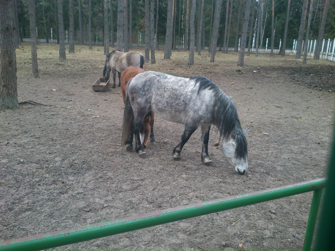 Артем Суботкевич | Кондопога