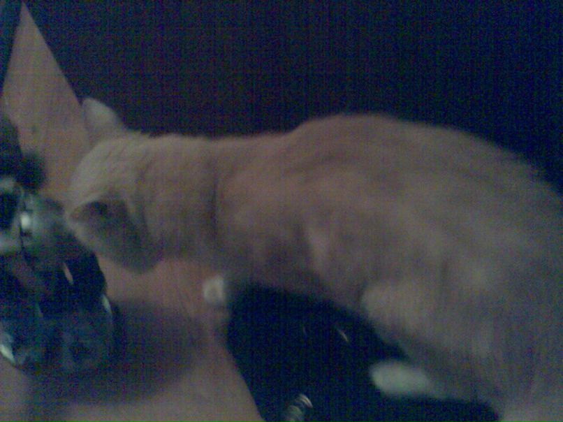 Дмитрий Москвин maximus | Харьков