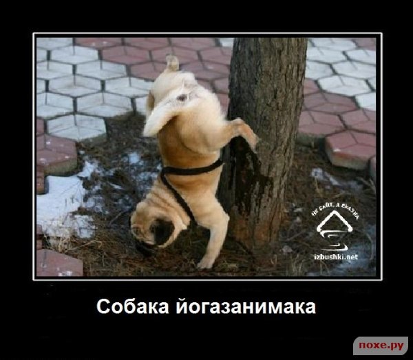 Александр Shemale фотография #1