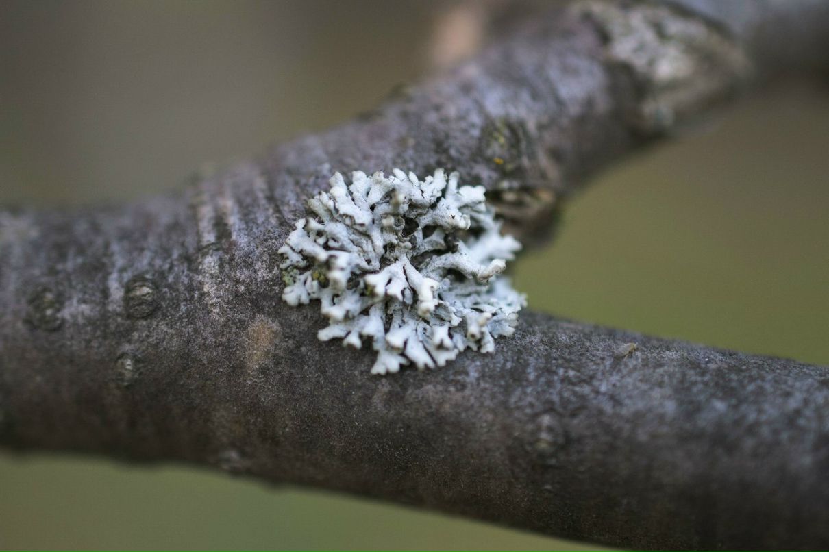 Jodie Foster Гений-Шизофрен | 