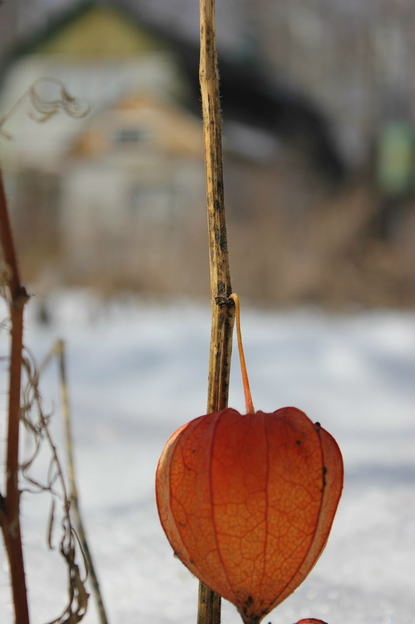 Роман Мезев | Новосибирск