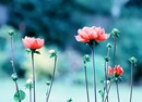 Фотография Сериковой Любови