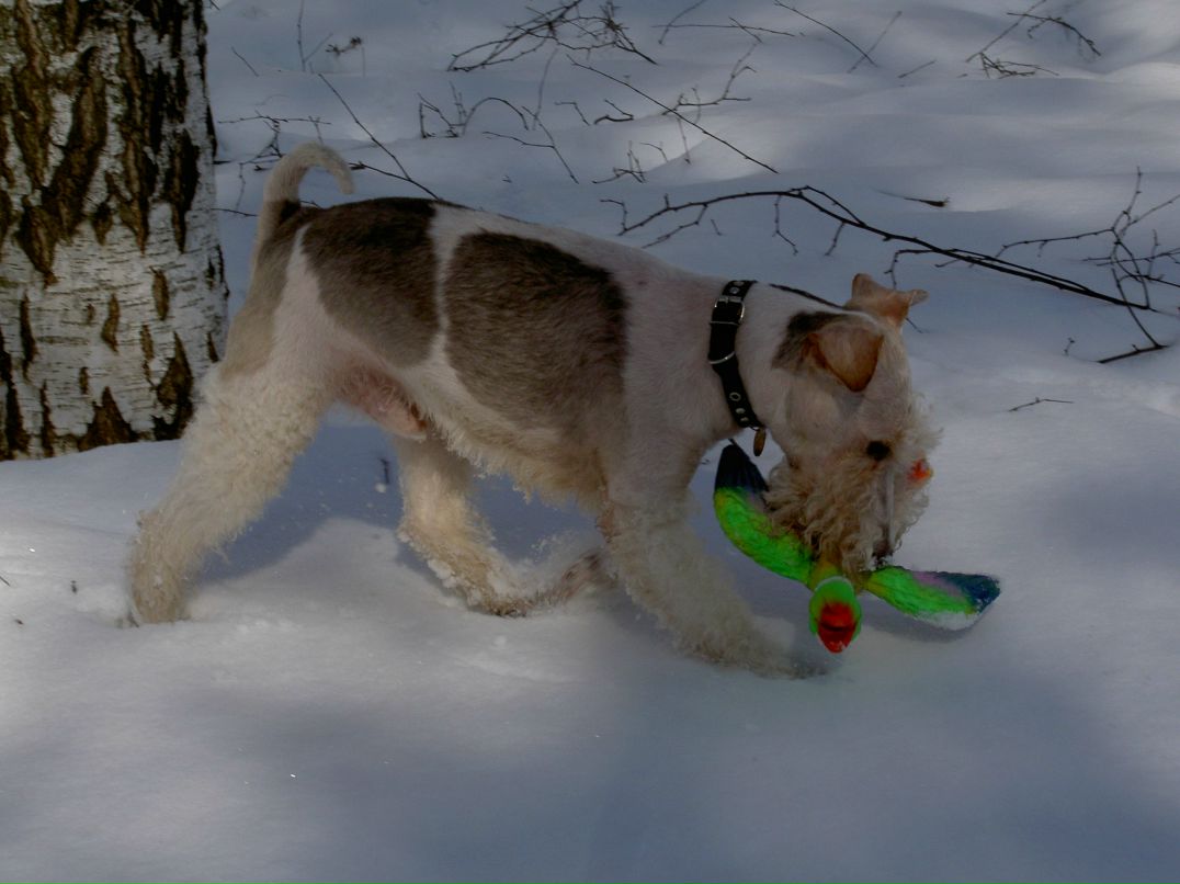 Василий Фокс | Нижний Новгород