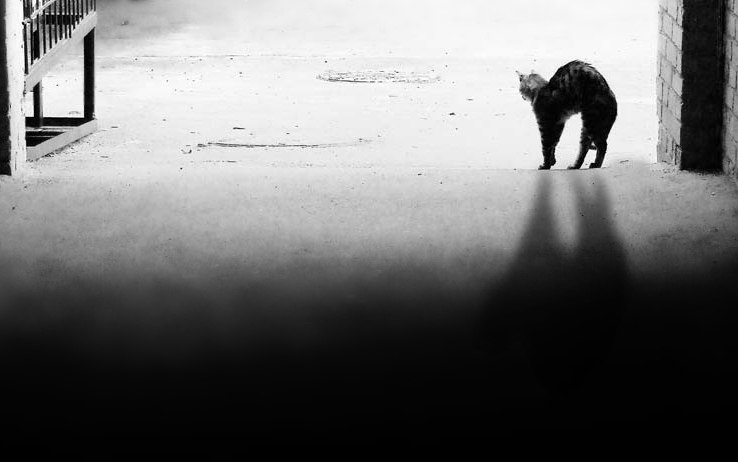 Добрый Кот | 