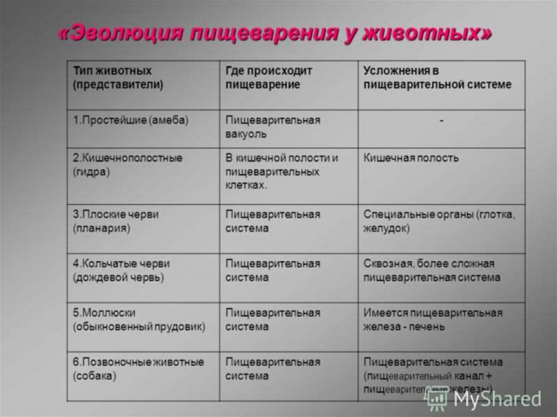 0—6. Параўнальная характарыстыка будовы стрававальнай і крывяноснай сістэм у жыв