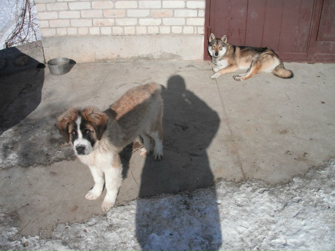 Валерий Разводовский | 