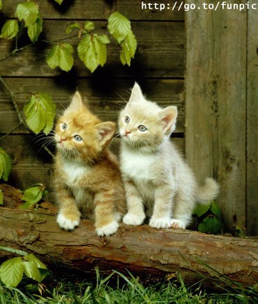 Ирина Скиба Валерьевна | 