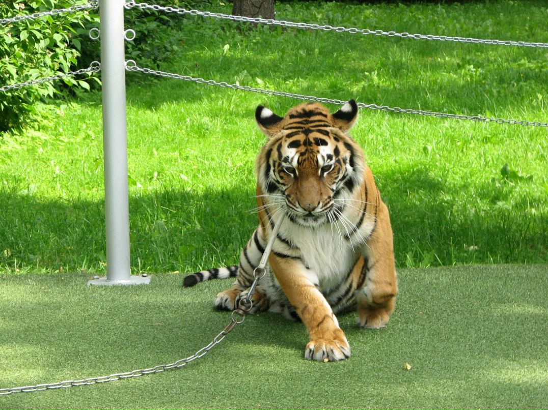 Николай Зырянов | Екатеринбург