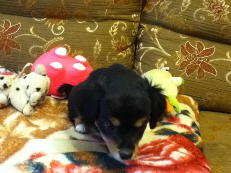 Светлана Иванова | Псков