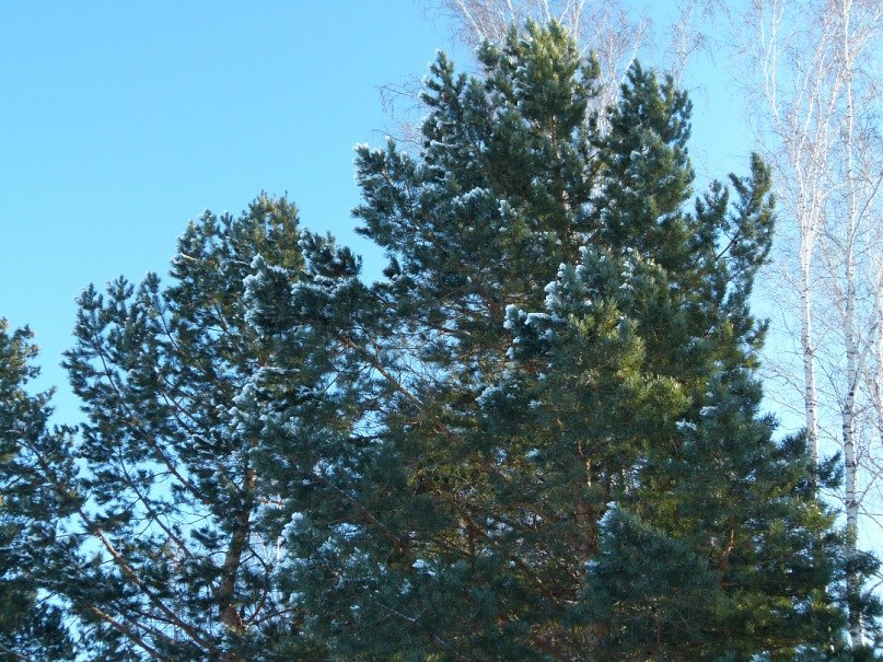 Владимир Толмачёв | Ишим