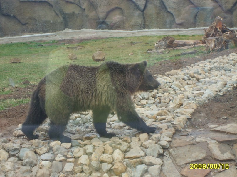 Игорь Андреянов | Чайковский