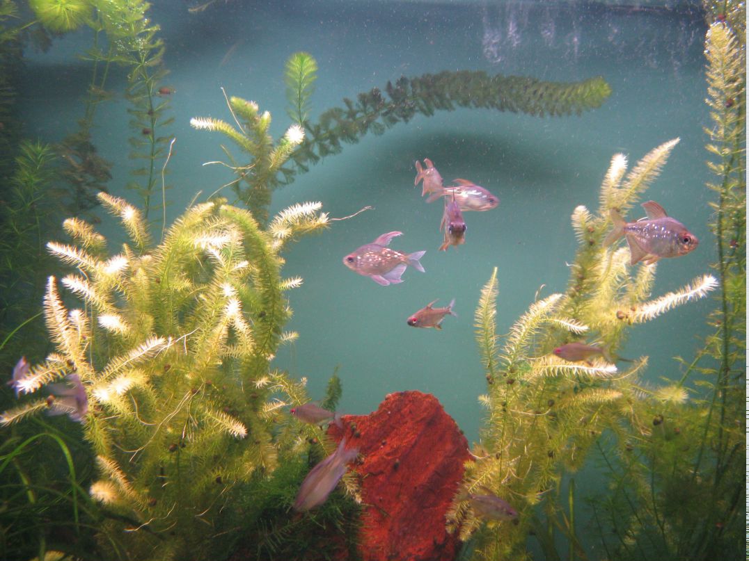 Марина Корниенко | Хийтола