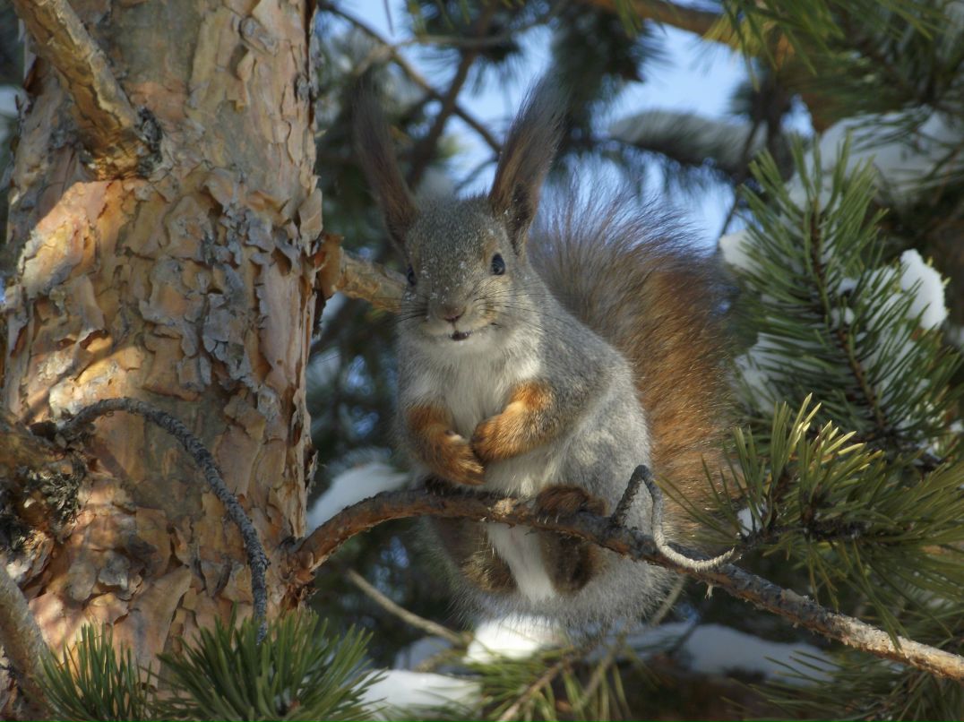 Алла ..... | Чебоксары