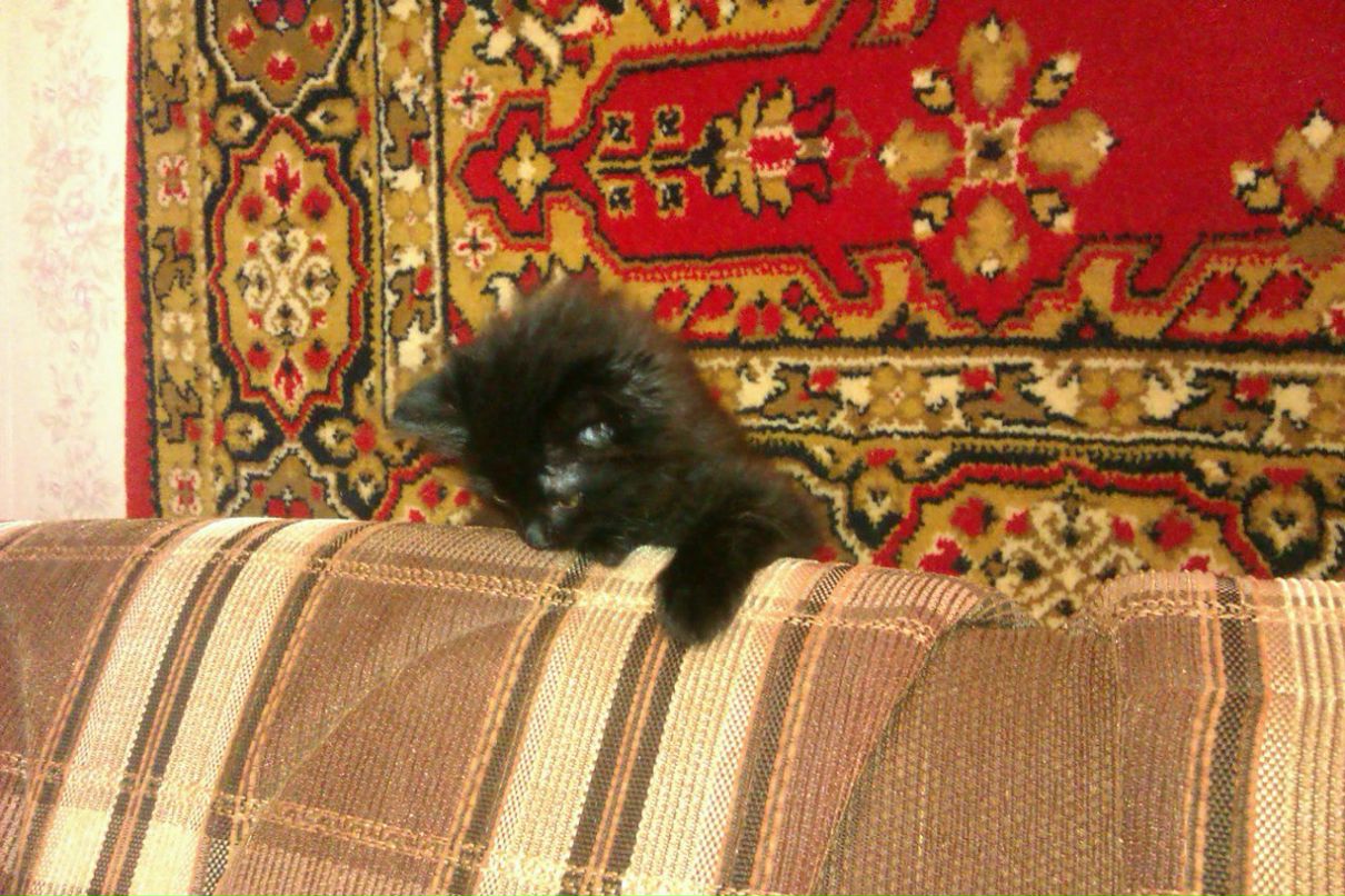 Полина Ситникова | Череповец