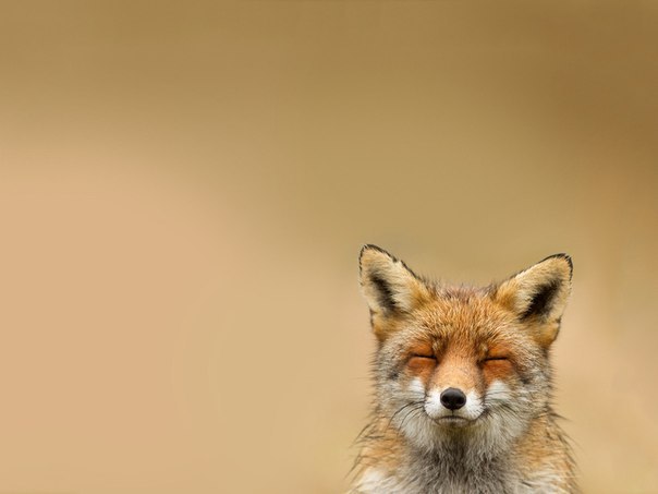 Анна Никитенко | Санкт-Петербург