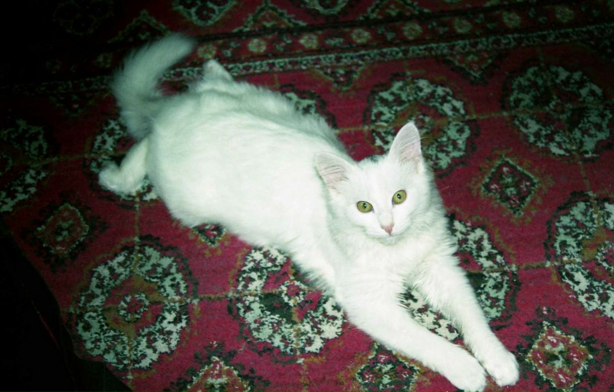 Галя Тарасова | Москва