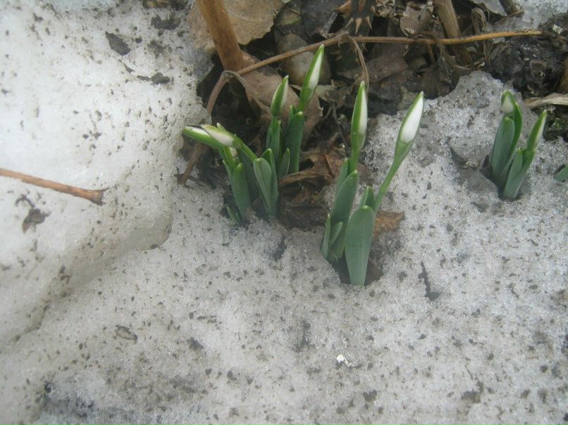 Алина Семенякина *Николавна* | Армавир