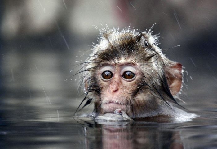 Анна Хэйнс | Houston